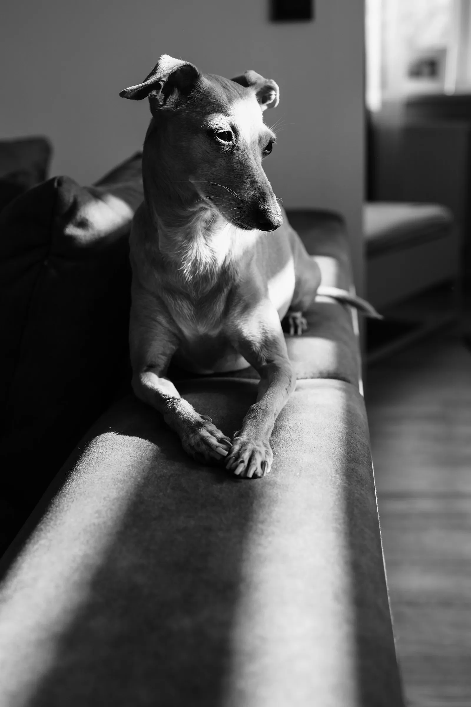 Senior dog resting on a couch under a soft blanket