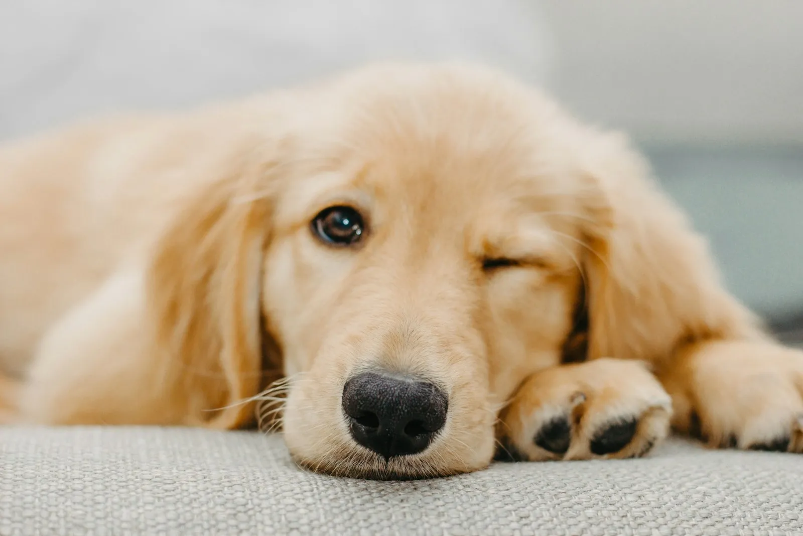 Golden retriever puppy lying on soft white fabric in warm light